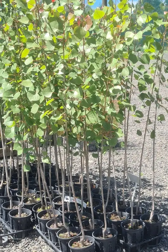 Populus veronese