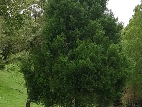 Prumnopitys taxifolia