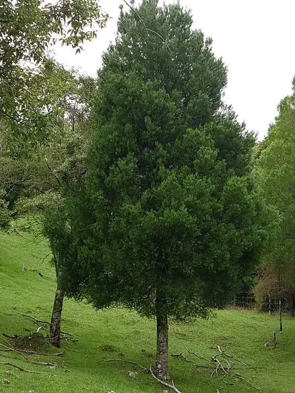 Prumnopitys taxifolia