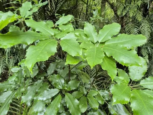 Pseudopanax arboreus
