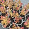 Pseudowintera moulin rouge
