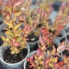 Pseudowintera moulin rouge