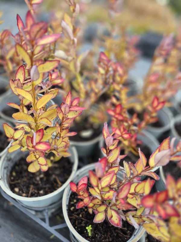 Pseudowintera moulin rouge