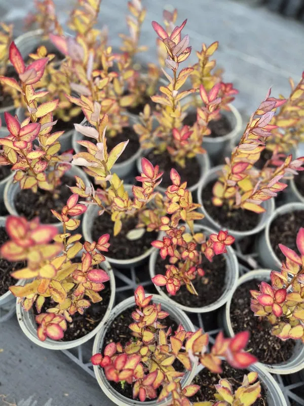 Pseudowintera moulin rouge