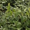 Quercus