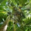 Rhopalostylis sapida