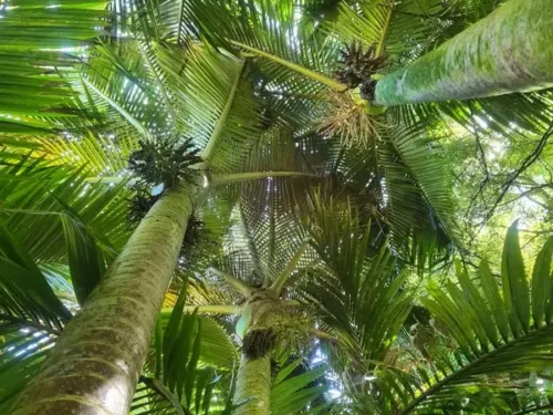 Rhopalostylis sapida