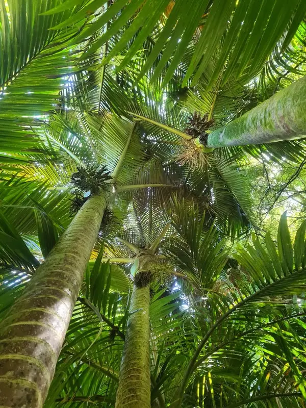 Rhopalostylis sapida