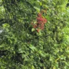 Ripogonum scandens supplejack