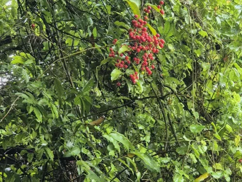 Ripogonum scandens supplejack