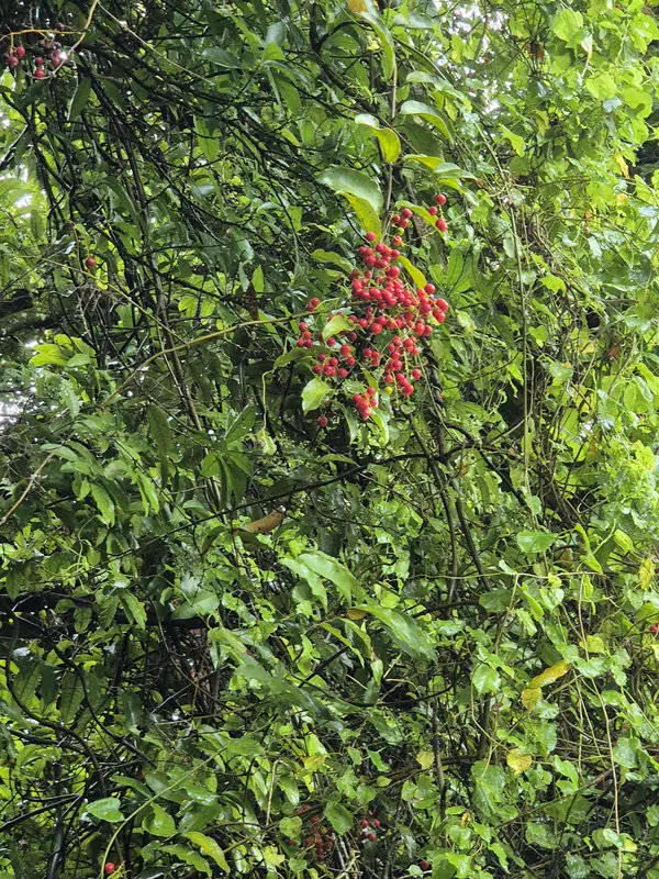 Ripogonum scandens supplejack