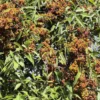 Rubus sp