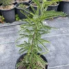 Sophora dragons gold