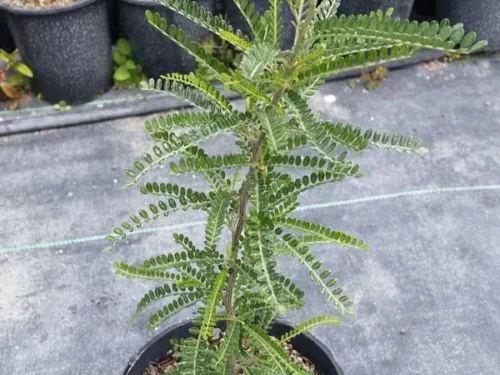 Sophora dragons gold