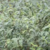 Sophora tetraptera in nursery