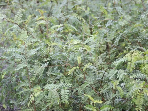 Sophora tetraptera in nursery