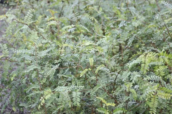 Sophora tetraptera in nursery