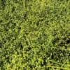 Teucridium parvifolium