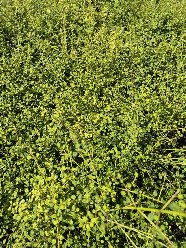 Teucridium parvifolium